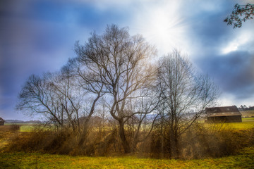 Obraz na płótnie Canvas Bäume im Sonnelicht