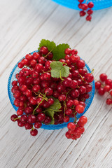 Freshly Picked Red Currants Ready to Eat