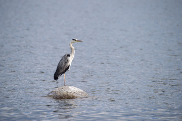 Gray Herons stands on the stone. The Baltic Sea