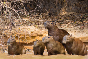 Herd of Capybara from Pantanal, Brazil