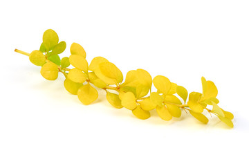 Fototapeta premium Spring blooming barberry branch with yellow leaves, template for text or design. Close-up.