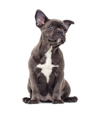 French bulldog puppy on white background