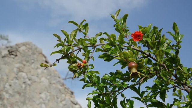 
Pomegranate fruit tree with old town in background. Ruins of old town and castle. 