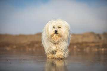Havaneser auf dem Eis