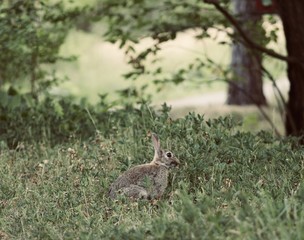 A small bunny(rabbit) in the forest