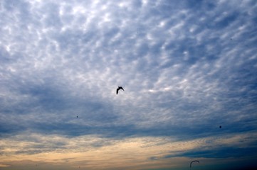 Beach Sunrise Seagull Puffy Whispy Clouds
