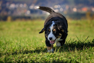 Berner Sennenhund Junges