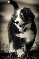 Traum Hund in Svhwarz/weiß