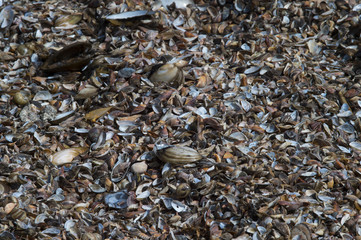 Colorful baltic sea shells textured background on beach. A beautiful natural beach pattern background. Environmental pollution