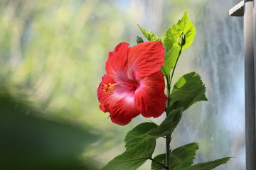 Blooming Red Flower