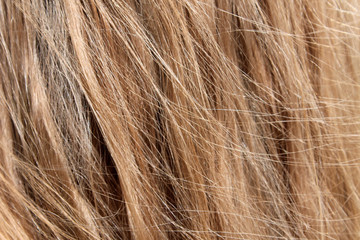 Naklejka premium Blond hair texture, background