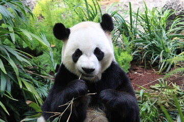 Naklejka na ściany i meble Panda eating Bamboo