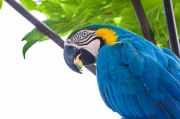 Beautiful Blue-and-yellow Macaw (Ara ararauna) in the Brazilian wetland.