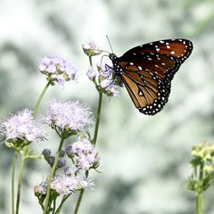 Monarch Enjoying Blossoms 