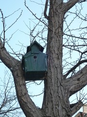 Birdhouse in Tree
