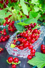 Fresh juicy berry red currant in a glass bowl in a garden on a table in the background of bushes with berries in a summer day with copy space