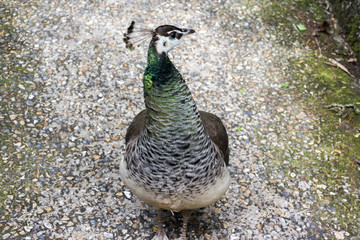 Peacocks at th Bagatelle Park, Paris.