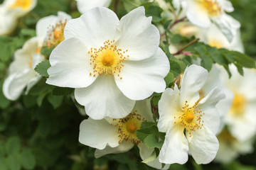 Obraz na płótnie Canvas White Wild Roses