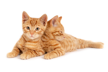 Two ginger kittens leaning against each other. Isolated on white.