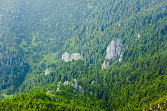 Fototapeta beautiful green forest in the mountain