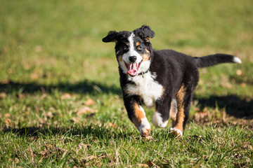 Berner Sennenhund Junges
