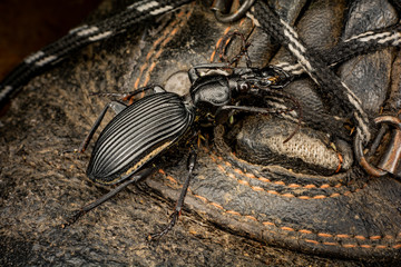 beetle climbs shoe