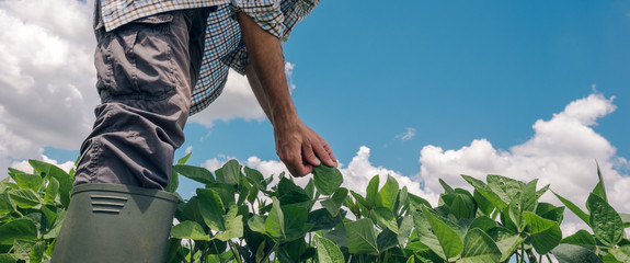 Farm worker controls development of soybean plants