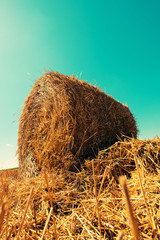 Rolled hay bales in field