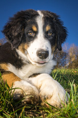 Konzentrierter Berner Sennenhund