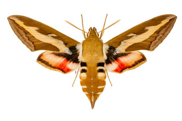 butterfly Hyles gali on white background