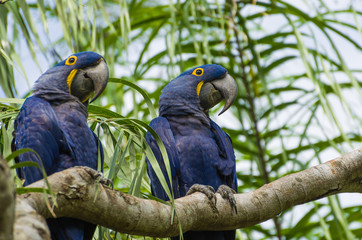 Beautiful Hyacinth Macaw (Anodorhynchus hyacinthinus) in the Brazilian wetland.