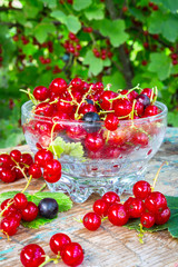 Fresh juicy berry red currant in a glass bowl in a garden on a table in the background of bushes with berries in a summer day with copy space