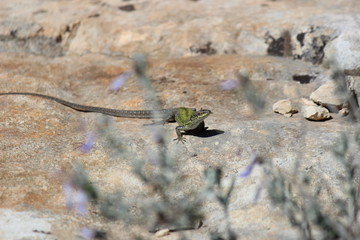Lucertola Siciliana