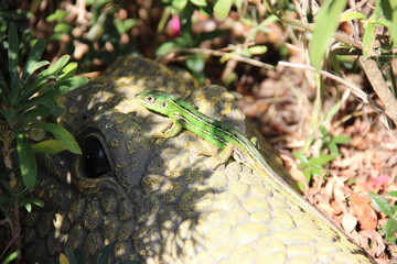 L&eacute;zard