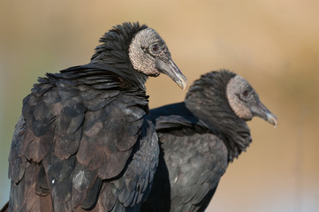 American black vulture