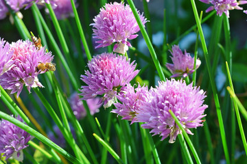 Lilac flowers, blooming onions