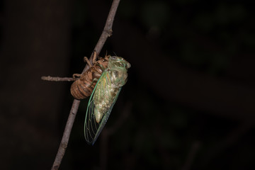 Close-up Cicada and Shell on Twig at Night