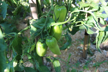 Tomates