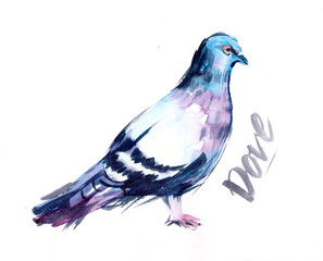 Watercolor dove