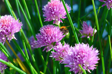 Lilac flowers, blooming onions