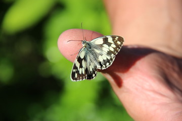 Petit papillon