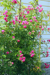 Fototapeta na wymiar Delicate flowers of weaving rose bloom in garden near house