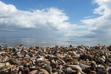 Colorful baltic sea shells textured background on beach. Environmental pollution