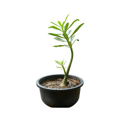 Young sprout adenium obesum in black pot isolated on white background.
