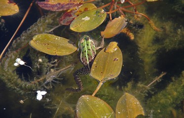 Grenouille