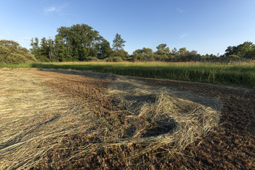 Prairie et foin
