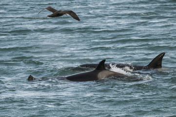 Orca attacking sea lions, Patagonia Argentina