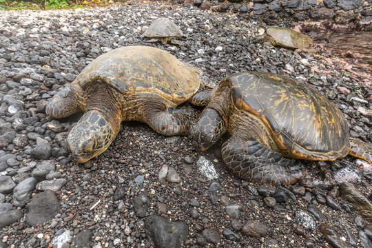 Green Sea Turtles Resting