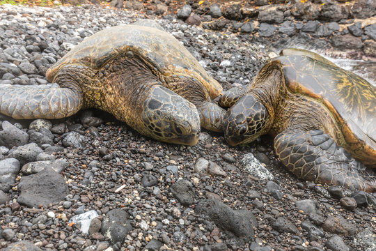 Green Sea Turtles Resting