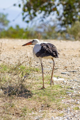 Close picture of an European white stork turning its back on the camera, near Lake Kerkini, Greece
